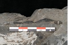 Foto (Detailansicht) von Acrostichites goeppertianus Sch. (NHMW-GEO-2024-0188-10525)